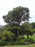 Kirstenbosch Gardens