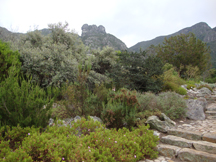 Kirstenbosch Gardens
