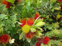 Kirstenbosch Gardens