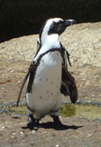 penguin