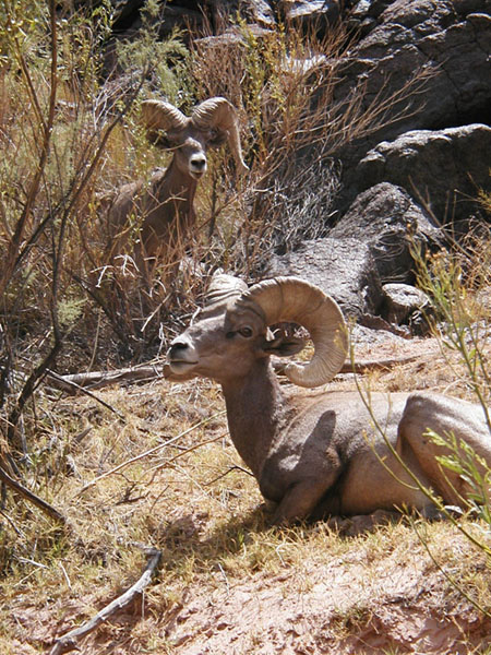 Big Horn Sheep